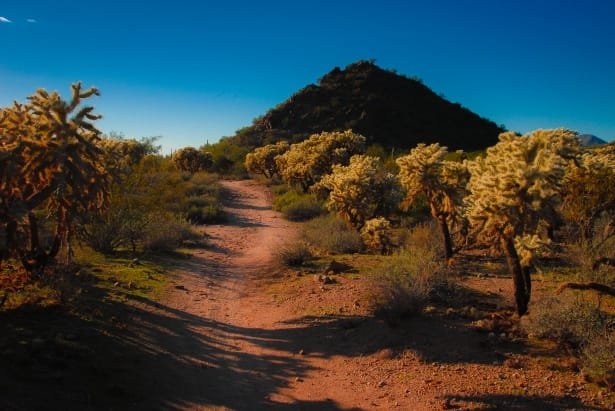 Sonoran desert landscape near Scottsdale, Arizona at sunset